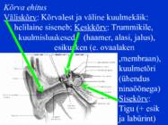 Sissejuhatus psüühikasse #49