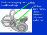 Sissejuhatus psüühikasse #63