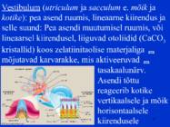 Sissejuhatus psüühikasse #65