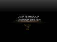 Limba terminaalia