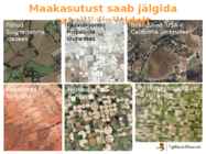 Põllumajanduse esitlus #12