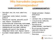 Põllumajanduse esitlus #6