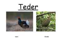 Tedre esitlus