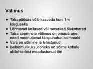 Taimekultuuri teraviljad põhjalik esitlus #12