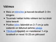 Taimekultuuri teraviljad põhjalik esitlus #41