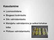 Taimekultuuri teraviljad põhjalik esitlus #43