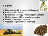 Taimekultuuri teraviljad põhjalik esitlus #7