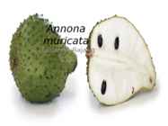 Annona muricata