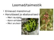 Hiiglaste tee #7