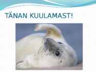 VILSANDI #11