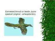 LINNUD esitlus #3