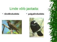 LINNUD esitlus #6