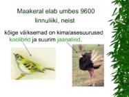 LINNUD esitlus #8