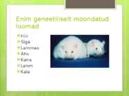 GMO loomad ja taimed #9