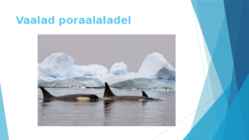 Polaaralades loomad #11