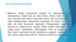 Polaaralades loomad #3
