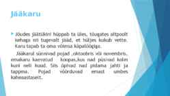 Polaaralades loomad #5