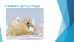 Polaaralades loomad #6