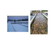SISSEJUHATUS KALAKASVATUSSE 2014 #18