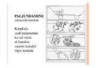 KALADE PALJUNDAMINE #69