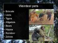 Presentation Weirdest Pets #2