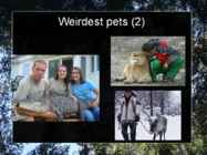 Presentation Weirdest Pets #3