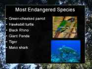 Presentation Weirdest Pets #4