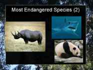 Presentation Weirdest Pets #5