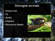 Presentation Weirdest Pets #6