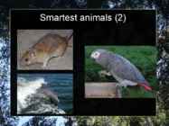 Presentation Weirdest Pets #8