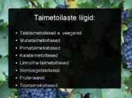 TAIMETOITLUS #4