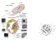Bioloogia 1-kursus II osa #9