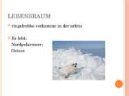 RINGELROBBE - Esitlus hülgest-saksa keelne #2