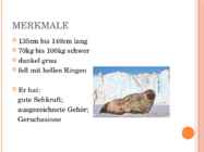 RINGELROBBE - Esitlus hülgest-saksa keelne #3