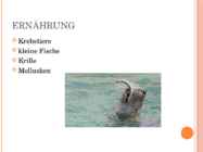 RINGELROBBE - Esitlus hülgest-saksa keelne #4