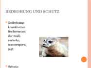 RINGELROBBE - Esitlus hülgest-saksa keelne #7