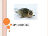RINGELROBBE - Esitlus hülgest-saksa keelne