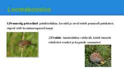 Palumetsad #12