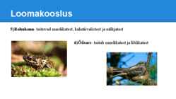 Palumetsad #14