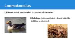 Palumetsad #18