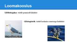 Palumetsad #19