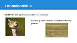 Palumetsad #20