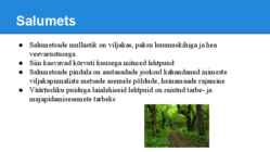 Palumetsad #22