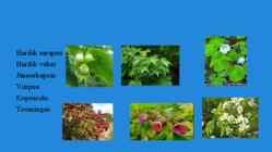 Palumetsad #23