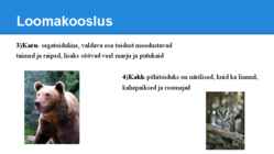 Palumetsad #7