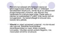 Bakteriraku ehitus #12