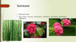 Niiske lähistroopiline mets #5