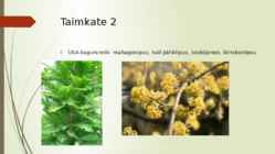 Niiske lähistroopiline mets #6