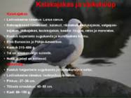 Järve elustik-järve loomad-taimed-putukad #12