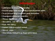 Järve elustik-järve loomad-taimed-putukad #13